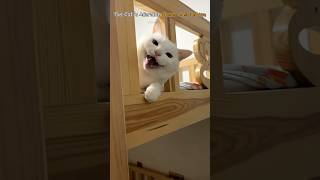 The Cats Adorable Chaos Compilation [upl. by Ruella240]