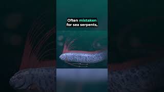 🐟Fun Facts About The Oarfish🐟 factsdaily animals wildlife nature oarfish [upl. by Atiuqcaj]