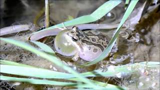 Pacific Tree Frog Croaking [upl. by Lasiaf]