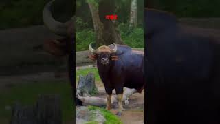 Boxa Tiger Reserve Forest Beauty beautiful Nature elephants deer animals [upl. by Strait]