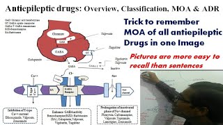 Antiepileptic Drugs Overview Classification MOA amp Adverse effects GPAT 2023 [upl. by Anaeco]