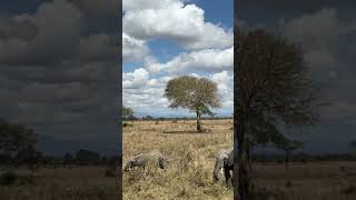 Serengeti National Park elephant wildlife serengeti trending [upl. by Aihk]