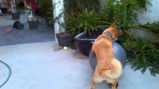 Dogs Hate Exercise Balls [upl. by Aseyt]