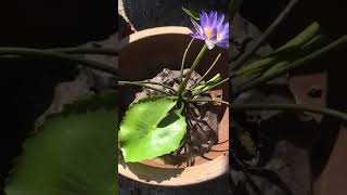 How to plant blue water lily [upl. by Ellehcirt636]