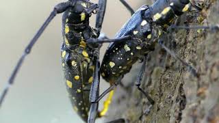 Mating Behaviour of Yellow Spotted Longhorned Beetle in Closeup [upl. by Elijah]