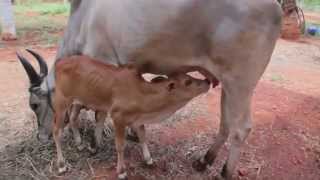 kangayam cattle farm  kangayam kalai [upl. by Parrnell897]