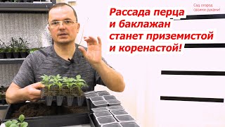 Рассада сладкого перца и баклажан не потянутся если сделать с ними так [upl. by Portuna549]