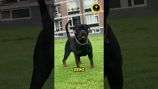 Rottweiler vs Cane Corso Hangisi daha güçlü [upl. by Araec]