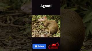 Agouti The Wild Mouse [upl. by Korenblat]