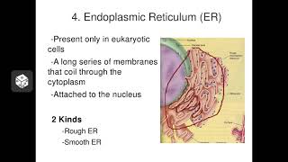 Eukaryotic Membranous Organelles [upl. by Laina]