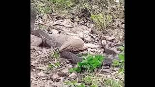 A Monitor Lizard Vs A COBRA DEADLY FIGHT comododragoncobrafightdeadlyfight [upl. by Loralie]