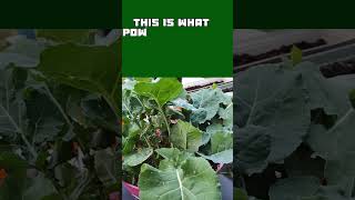 What Powdery Mildew Looks Like On Plants gardening [upl. by Reid911]