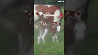 ❤️❤️Montbéliarde 🤎🤍🥛🥩🐄🇫🇷 vache montbéliarde veau élevage bovine agriculture animaux bio [upl. by Ilrahc630]