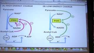 29 Biochemistry Citric Acid Cycle II Lecture for Kevin Aherns BB 451551 [upl. by Consolata752]