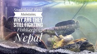 Snakehead Tank Maintains Why are they still fighting  FishKeeping Nepal [upl. by Sunda45]