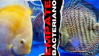 ¿Cómo se hace el EMPATE BACTERIANO de un Pez Disco discus pecesdisco acuario [upl. by Omidyar869]