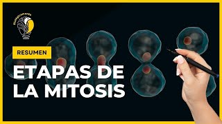 DIVISIÓN CELULAR 🔴 MITOSIS  Resumen [upl. by Ahsercal38]