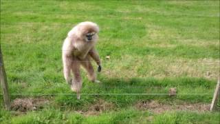 Gibbon freaks out over hedgehog [upl. by Anaerda377]