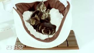 The Cuteness of Kittens  Time 2 Melt  Kelloggs Krave [upl. by Aitetel]