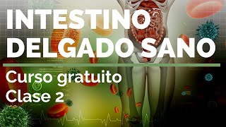 INTESTINO DELGADO SANO ¡Curso gratuito Clase 2️⃣ [upl. by Hutchinson]