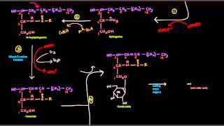 Sphingolipid Synthesis [upl. by Oirobil]