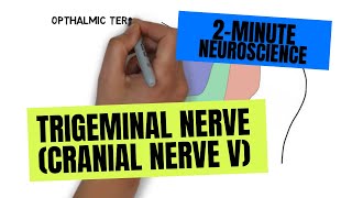 2Minute Neuroscience Trigeminal Nerve Cranial Nerve V [upl. by Ddal]