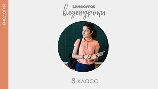 Нарушения опорно двигательной системы  Биология 8 класс 16  Инфоурок [upl. by Noreht334]