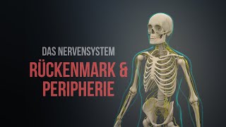 Nervensystem Teil 1  Rückenmark und Peripherie Animation [upl. by Rollin]