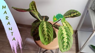 Maranta [upl. by Lucho744]