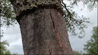 TIPOS de CORCHO de QUERCUS SUBER ALCORNOQUE [upl. by Falda724]