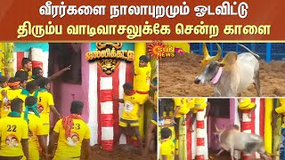 வீரர்களை நாலாபுறமும் ஓடவிட்டு திரும்ப வாடிவாசலுக்கே சென்ற காளை  Palamedu Jallikattu  2024 [upl. by Schick]