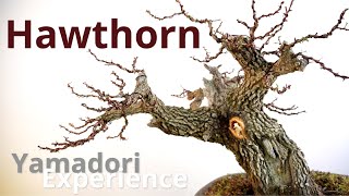 Hawthorn Bonsai [upl. by Demetrius341]