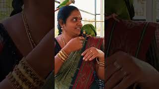 My Macaw giving Shake hand Talking Bird macaws greenwingmacaw hyacinthmacaw pets viral [upl. by Culhert]