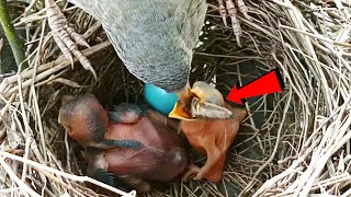 Wild babbler bird is feed the cuckoos baby birdsandbaby8259 [upl. by Amikay]