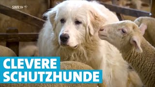 Herdenschutzhunde Treue Beschützer einer Schafherde [upl. by Eisak147]