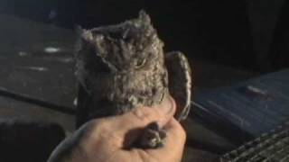 Western Screech Owl [upl. by Diena]