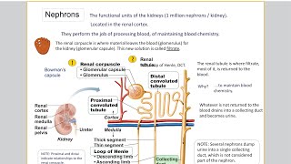 W9  Urinary Physiology [upl. by Froh277]