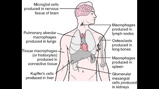 Reticuloendothelial System or Tissue Macrophages System [upl. by Ahsahs]