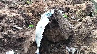 Harvested Yam tubers in sac bags [upl. by Heurlin]