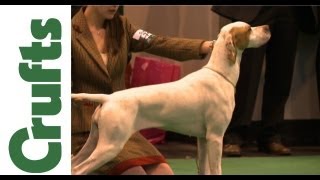 Crufts 2012  Pointer Best of Breed [upl. by Ambrosius]