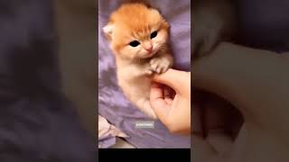 cat videos 💞 baby kitten ❤ kitten gaan shorts cats cat [upl. by Semreh]