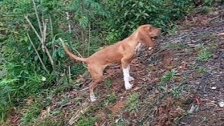 Cacería de Venado🦌🐶con los perros Sabuesos [upl. by Biamonte]