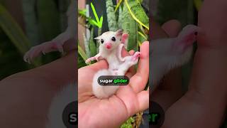 Gliding Stars of Nature Sugar Glider 🌴🐁🛩️ [upl. by Schilling]