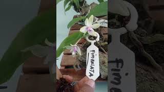 Phalaenopsis Fimbriata bunga kecil [upl. by Notsirt]