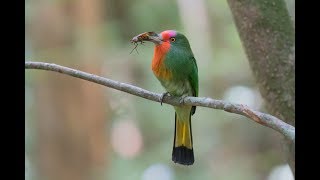 Birdwatching at kaeng krachan 崗卡章公園賞鳥 [upl. by Eetsirhc189]