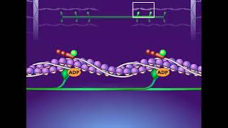 Breakdown of ATP and Cross Bridge Movement During Muscle Contraction [upl. by Varden]