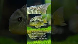 The Argentine Humphead Gymnogeophagus Balzanii [upl. by Netsriik]