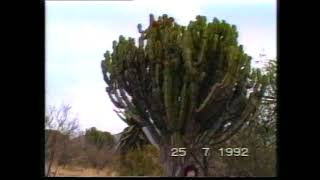 Euphorbia abyssinica Vidéo 33  1995 [upl. by Oemac]