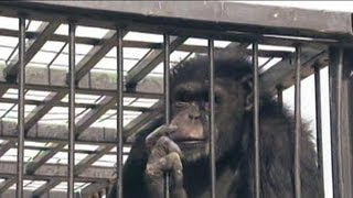 Las Vegas Chimp Escapes Again [upl. by Atrim]