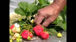 Gauri Deka  The Unique Strawberry Cultivator from Assam [upl. by Ericksen]